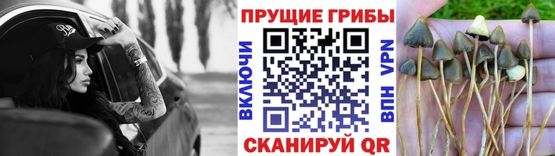 Галлюциногенные грибы мухоморы  купить наркоту  блэк спрут ТОР  Харовск 